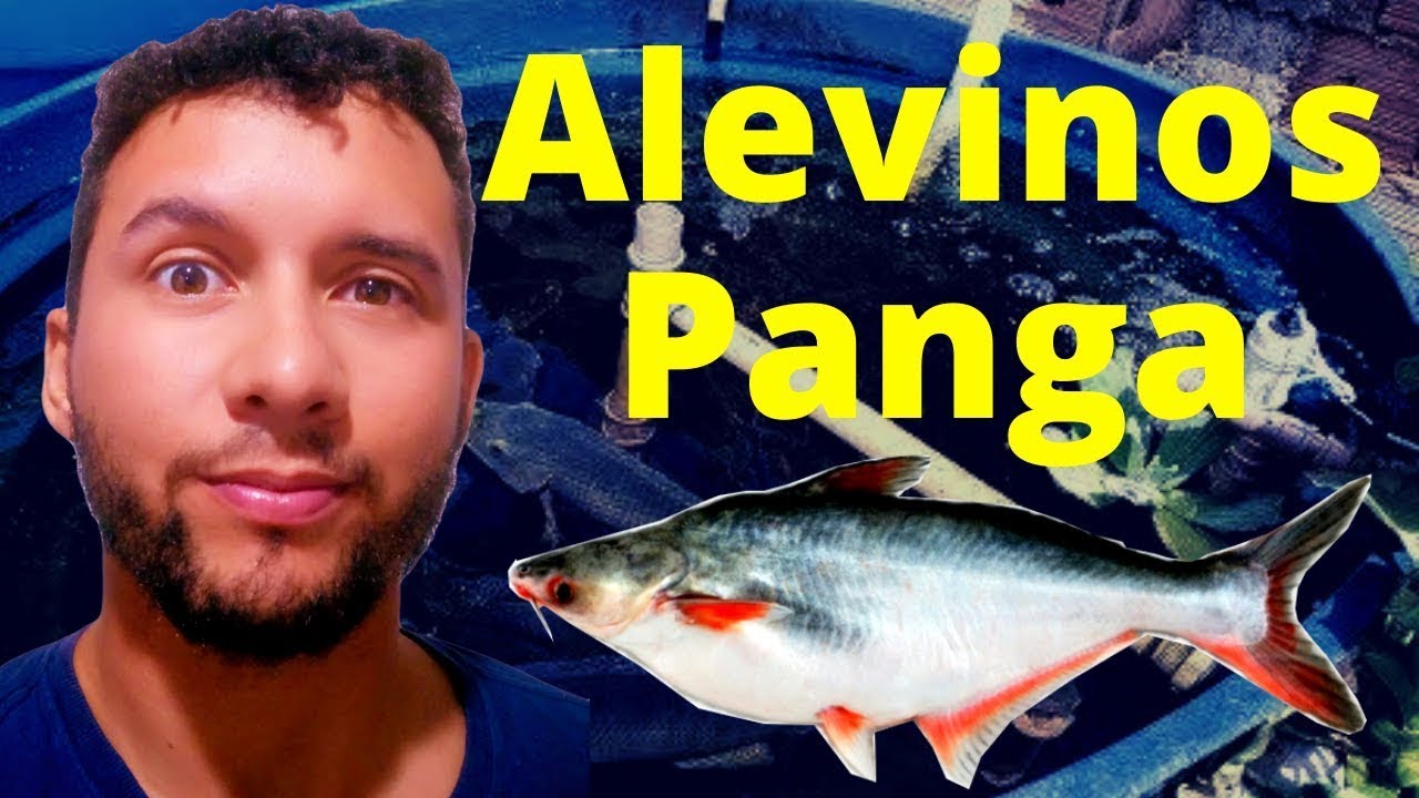 PANGA: Descubra um segredo escondido deste peixe! 