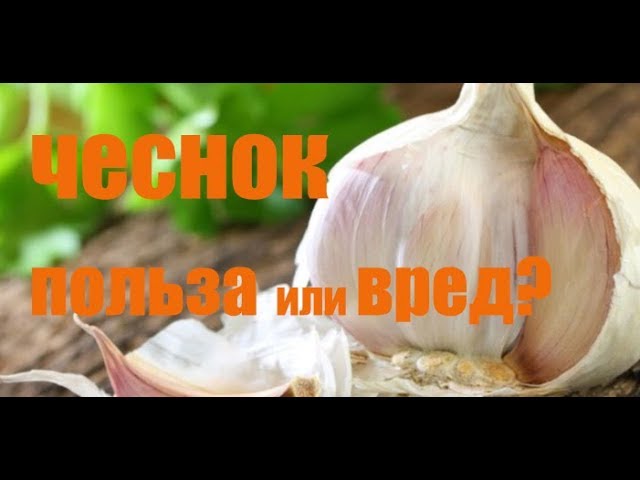 Чеснок - польза или вред? Свойства чеснока