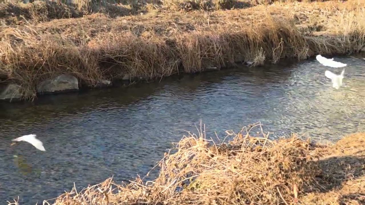 백로떼의 아름다운 날개짓과 물고기잡기~♡(the beautiful flapping of wings and catching fish in the egret)