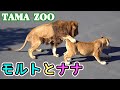 多摩動物公園ライオン園ドキュメンタリー