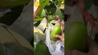 Petik Jambu Air Green Giantbantu Subscribe