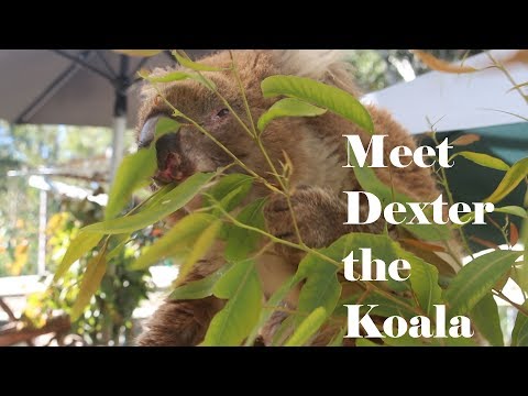 Meet Dexter Our Koala