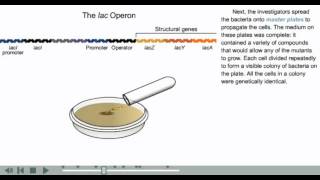 Operon animation | Prokaryotic gene regulation animation