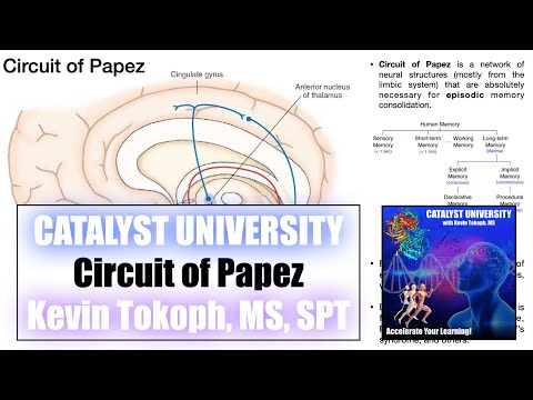 Circuit of Papez | Functions and Structure