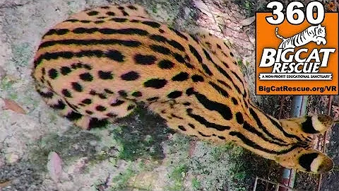 Video 6920661: ginger serval, big cat rescue