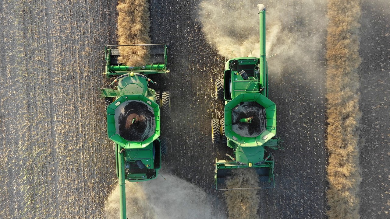 Drone Harvesting Canola 4k