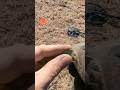 EPIC FIND #follow #subscribe #tiktok #viralvideo #shorts #trending #fyp #youtubeshorts #coin #wow