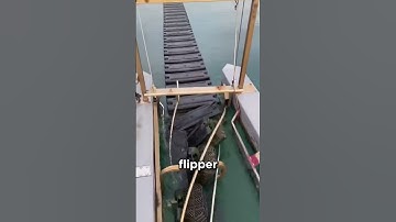 Oyster Farming Just Got Way Smarter! 🤯