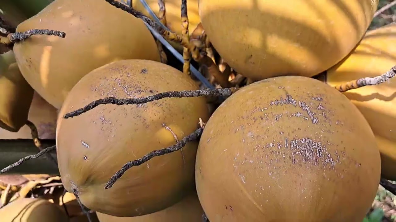 Giữ độ ẩm và neo buồn dừa trên cây dừa