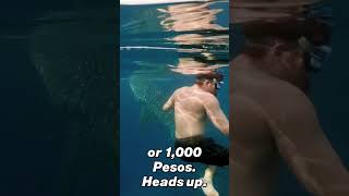 Where to Swim with Whale Sharks! 🐳 #shorts #whaleshark #philippines #travelshorts