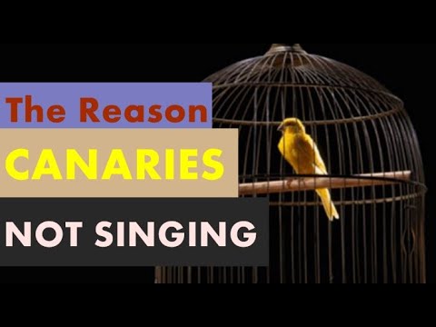 Video: Kodėl mano kanarėlė nustojo dainuoti?