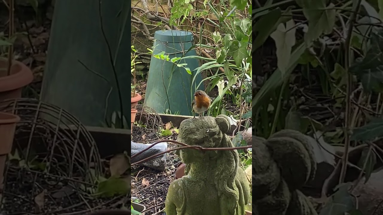Tiny Woodland Garden, More Robin’s Bad Leg,Long Tailed Tit. 2-2-25