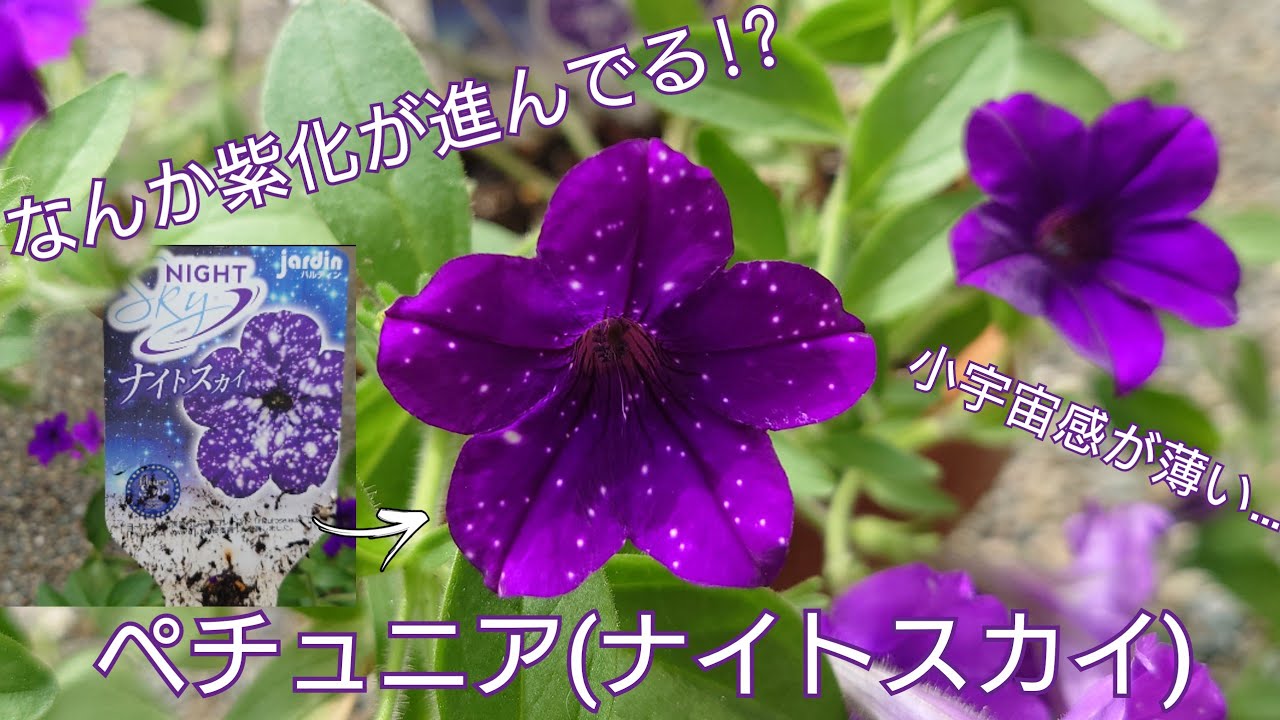なんかめっちゃ紫なんですけど ペチュニア ナイトスカイ Youtube