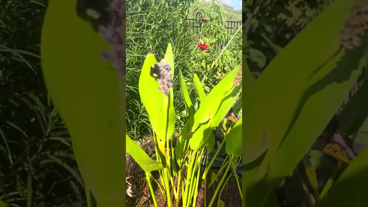 Watch North Carolina (mainly) Native Plant Garden on YouTube Watch North Carolina (mainly) Native Plant Garden on YouTube
