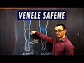 Venele Safene