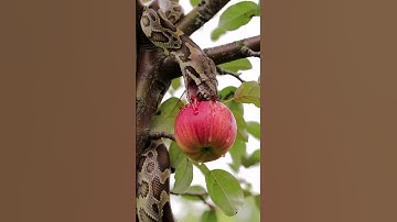 🐍 Snake Bites Red Apple | Ultra-Realistic 8K Nature Clip #Snake #AppleBite #NatureASMR
