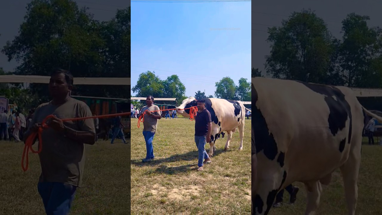 ZORAWAR..🔥🔥mother peak yield=67kg|father=CHILTON|Top HF bull|ST genetics|ABS genus