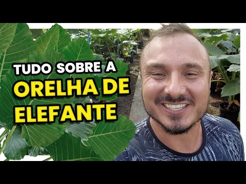 Vídeo: Planta de orelha de elefante de interior - Cuidados com a planta de casa de Colocasia