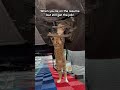 Curious Cat Crawls Under Car To Investigate With Mechanic