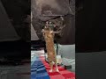 Curious Cat Crawls Under Car To Investigate With Mechanic