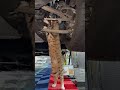 Curious Cat Crawls Under Car To Investigate With Mechanic