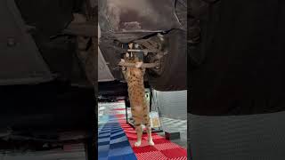 Curious Cat Crawls Under Car To Investigate With Mechanic