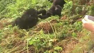 Gorilla Trekking Safaris with Rwanda Eco Company and Safaris in Rwanda
