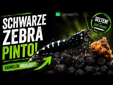 Black Zebra Pinto Shrimp (Caridina logemanni) – Care, Breeding & Tips | GarnelenTv