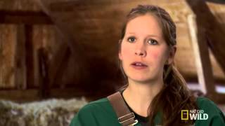 An Ear Full of Problems | The Incredible Dr. Pol - Animals Official