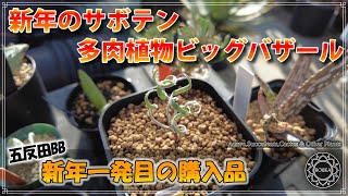 【イベント購入品】多肉植物ビッグバザール！五反田BBで買ってきた植物と冬のアガベの様子【Agave】【多肉植物】