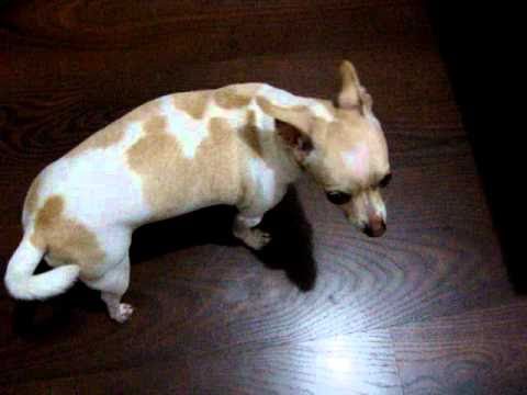 Natural Remedy For Kennel Cough Uk Natural Remedy For Kennel Cough Uk