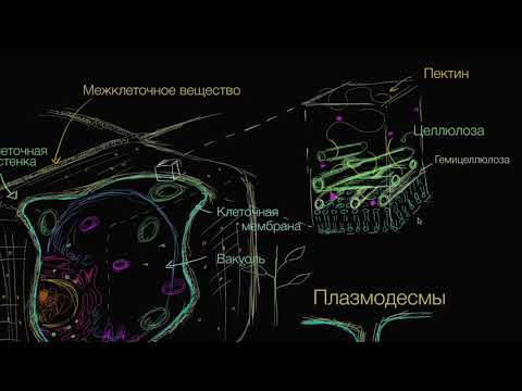 Клеточная стенка растений (видео 10) | Строение клетки | Биология