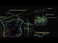 Клеточная стенка растений (видео 10) | Строение клетки | Биология