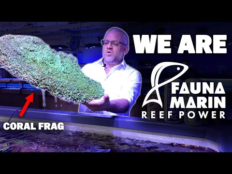 We are FAUNA MARIN - Straight from our coral farm *reef power*