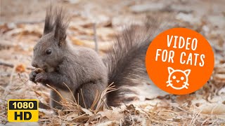 🐾 Cat TV: Squirrel Serenity | 10 Hours of Relaxing Squirrel Videos for Cats by Best for Cats 263 views 1 month ago 10 hours, 2 minutes