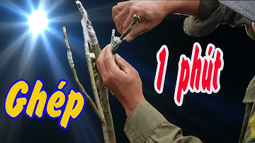 Các Cách Ghép Cho Cây Ăn Trái_Ghép Cải Tạo Giống Cho Bưởi P2