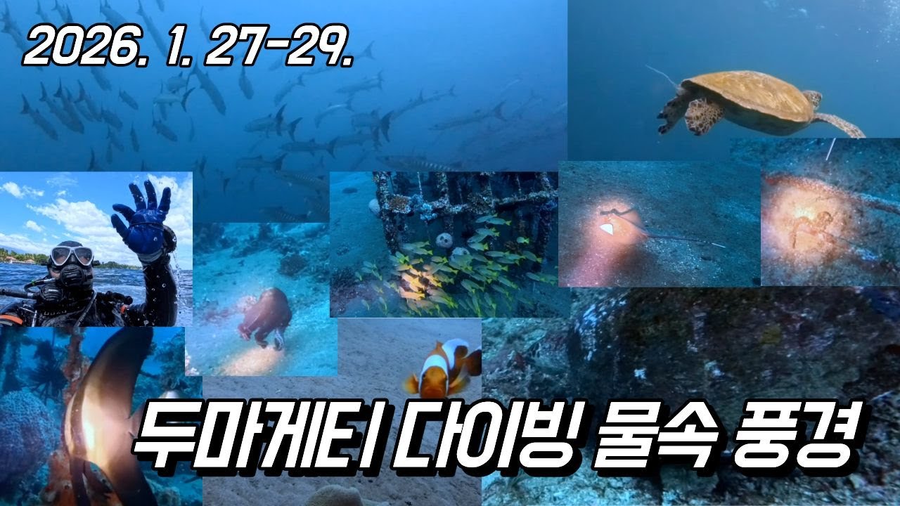 260127-29 두마게티 다우인 스쿠버 다이빙 바닷속 풍경 Dumaguete Dauin Scuba Diving Underwater Scenery
