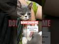 Lah ini #kucinglahap #cat #kucinglucubandung #kucinganggoralucudanimut #kucinglucu #nizamkucinglucu