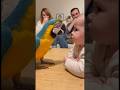 初めてオウムに文句を言われた赤ちゃん。どうしていいかわからず固まってしまう。👶🦜#parrot #baby #cute #funny #shorts #赤ちゃん #オウム