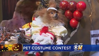 Pets Get Early Start On Halloween With Costume Contest