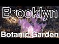 BKLYN, New York【Brooklyn Botanic Garden】Sep 2020 Walking Tour, Mount Prospect Park Travel Guide 【4K】