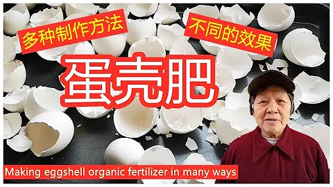 蛋殼有機肥的多種製作方法，效果一種比一種好，看了你就知道 |Making eggshell organic fertilizer in many ways|點CC字幕English Subtitles - 天天要聞
