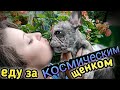 Еду за щенком французского бульдога невероятной красоты!