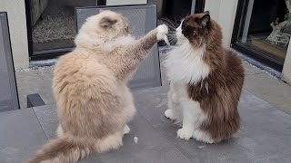 You Can Kiss My Paw 😅 by Xiedubbel 5,138 views 10 months ago 1 minute, 43 seconds