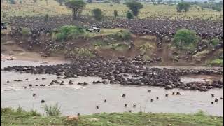 Serengeti national Park Tanzania, wildebeest migration crossing Mara river