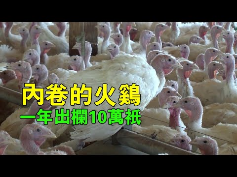 火雞養殖加工一條龍，這也太人性了吧