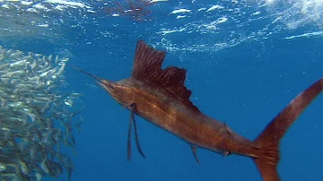 Sailfish Are Master Hunters | Planet Earth | BBC Earth