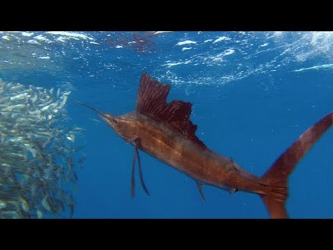 Video: Sailfish: photo, description, where it lives and what it eats