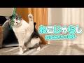 ネズミのしっぽ風ねこじゃらしを楽しむ猫たち