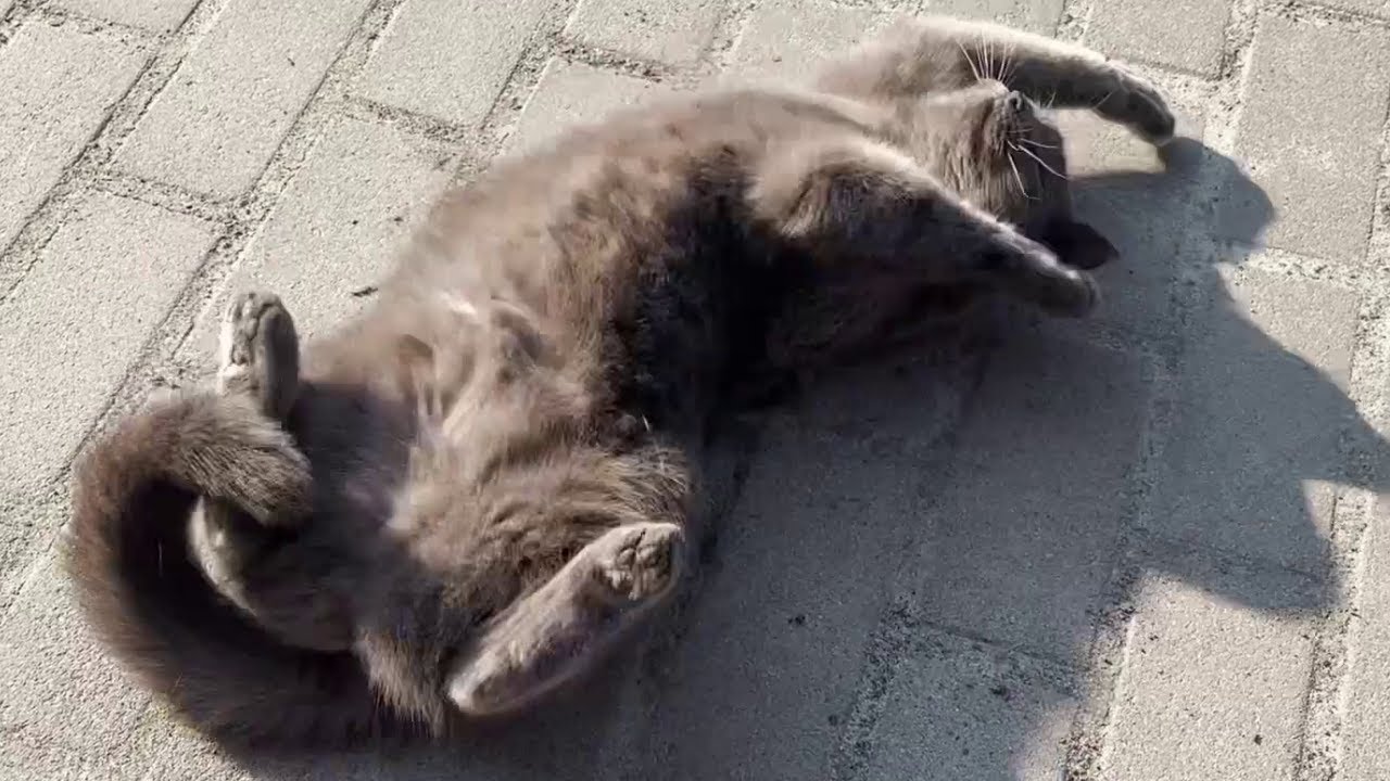 My cat rolls on the ground and stretches YouTube